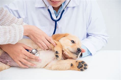강아지 심장병 대표적인 증상 8가지 및 관리방법, 기침소리 정리